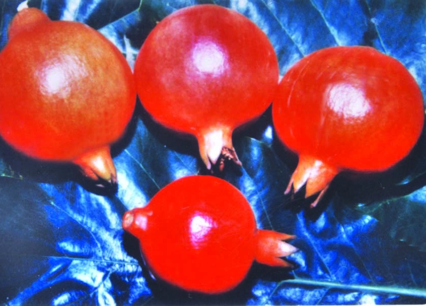 Four hundred kg of pomegranate stolen in the center | सटाण्यात चारशे किलो डाळिंबाची चोरी