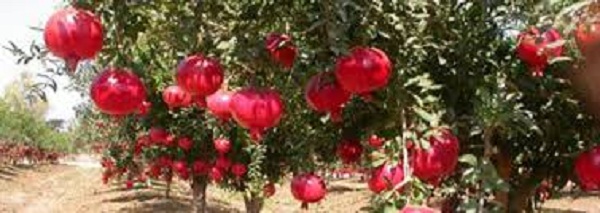  Pomegranate prices slow down growers: export ban, rain fall | डाळिंबाचे दर गडगडले उत्पादक नाराज : निर्यात बंदी, पावसाचा फटका