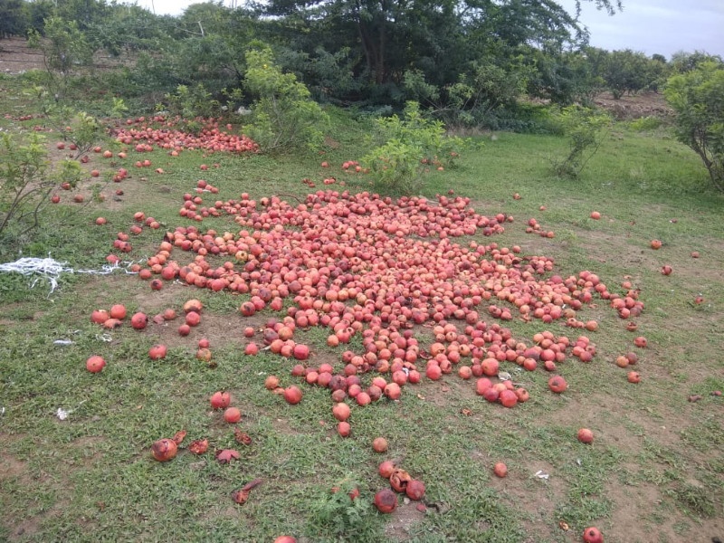 Pomegranate growers planted destroyed by JCB in Khed taluka | खेड तालुक्यात उत्पादकांनी जेसीबी लावून मोडल्या डाळिंबाच्या  बागा