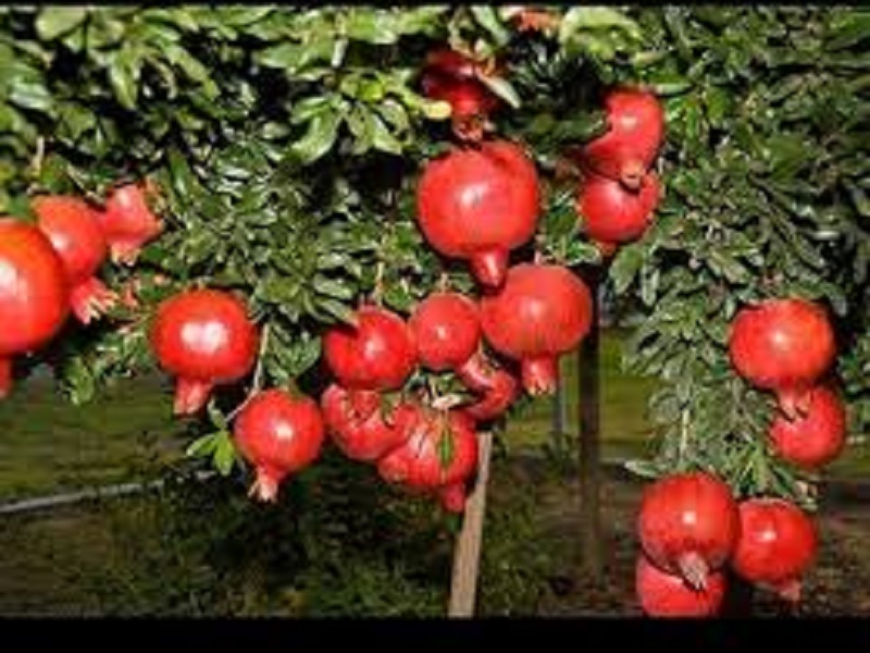 Seven lakhs yield from three acres of pomegranate | तीन एकर डाळिंबातून सात लाखांचे उत्पन्न