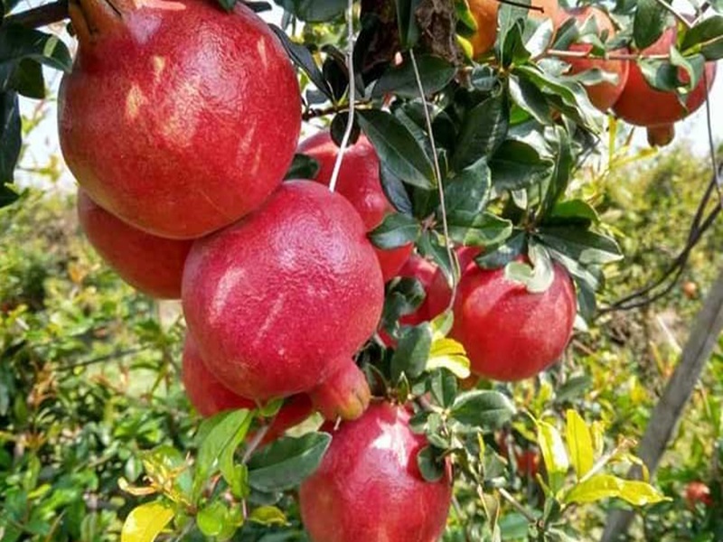 state's 'saffron' flourished for the first time in America, 14 tonnes of pomegranates were exported | राज्याचा ‘भगवा’ पहिल्यांदाच फडकला अमेरिकेत, १४ टन डाळिंबाची निर्यात