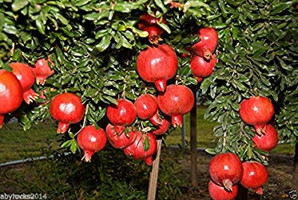 Pomegranate fetched a record price of Rs 511 per kg at the Mangalwedha Market Committee | मंगळवेढा बाजार समितीमध्ये डाळिंबाला मिळाला प्रतिकिलो ५११ रुपये विक्रमी दर
