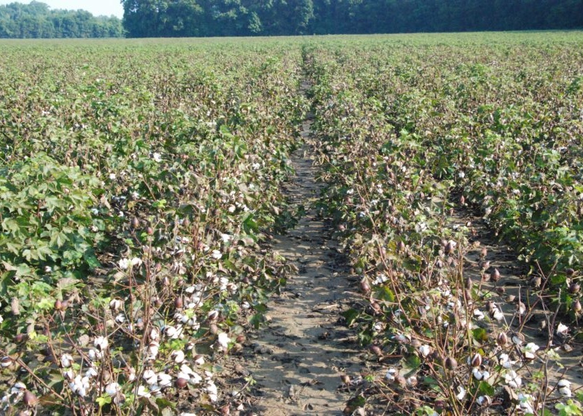 The Department of Agriculture is unaware of the loss of cotton | कपाशीच्या नुकसानीबाबत कृषी विभाग अनभिज्ञ