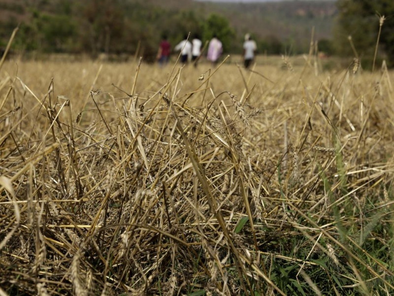 Estimates of loss of 90 lakh hectares of crop in the state | राज्यात ९० लाख हेक्टर पिकांच्या नुकसानीचा अंदाज
