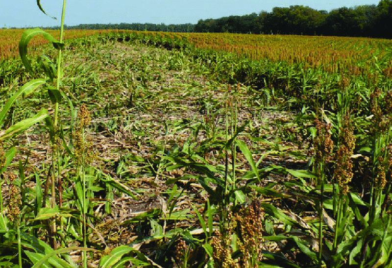 Damage of crop insurers at the department level | पीक विमाधारकांच्या नुकसानाचा अहवाल विभागस्तरावर