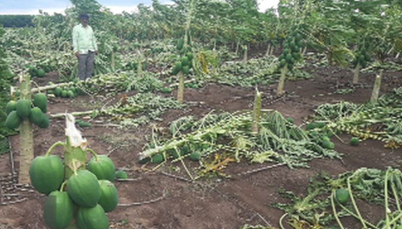 Damage of maize, millet and papaya in Deor area | देऊर परिसरात मका, बाजरी पिकासह पपईचे नुकसान