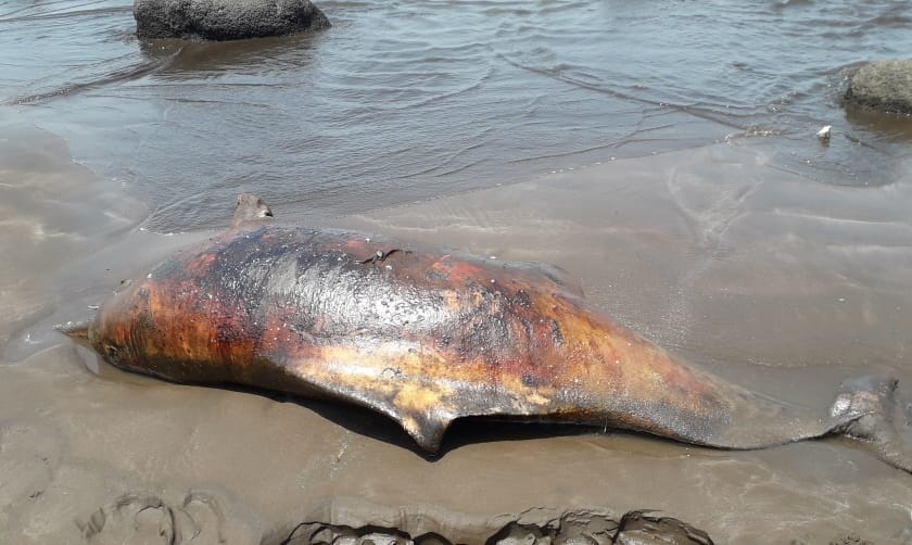 Mystery of the death of a dolphin in Dapoli, the second incident in the same month | दापोलीतील डॉल्फिनच्या मृत्यूचे गूढ, एकाच महिन्यात दुसरी घटना