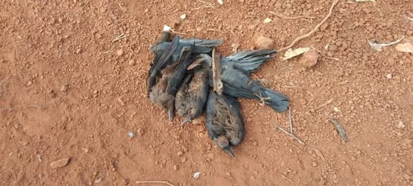 Excitement over finding dead crows in Dapoli | दापोलीत मृत कावळे आढळल्याने खळबळ, मृत्यु बर्डफ्लुमुळे?