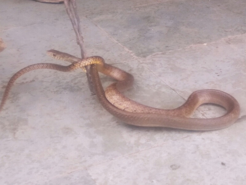 The snake found in the anganwadi center of Ravangaon | रावणगावच्या अंगणवाडीमध्ये साप आढळल्याने खळबळ
