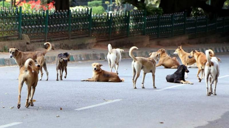 The pain of old, injured dogs is not heard by the government | वृद्ध, जखमी श्वानांच्या वेदना सरकारच्या कानावरच नाहीत
