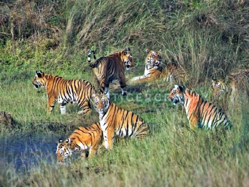 Simultaneous sighting of 7 tigers in Umred-Karhandla Wildlife Sanctuary; photos went viral on social media | उमरेड-कऱ्हांडलात एकाच वेळी ७ वाघांचे दर्शन; फाेटाे साेशल मीडियावर व्हायरल