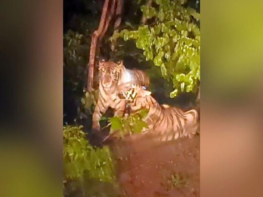 two tigers spotted near Vairagad village, video went viral; Warning to citizens | वैरागड गावाजवळ पोहोचली वाघांची जोडी, चित्रफित सोशल मीडियावर व्हायरल