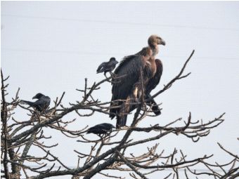 In the new year, the Himalayan vulture came to visit Mumbaikars | नव्या वर्षात मुंबईकरांच्या भेटीला आले हिमालयीन गिधाड