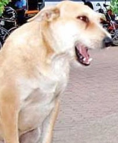 Terror of dog in Ralegaon in Yavatmal district | यवतमाळ जिल्ह्यातील राळेगावात पिसाळलेल्या कुत्र्याची दहशत