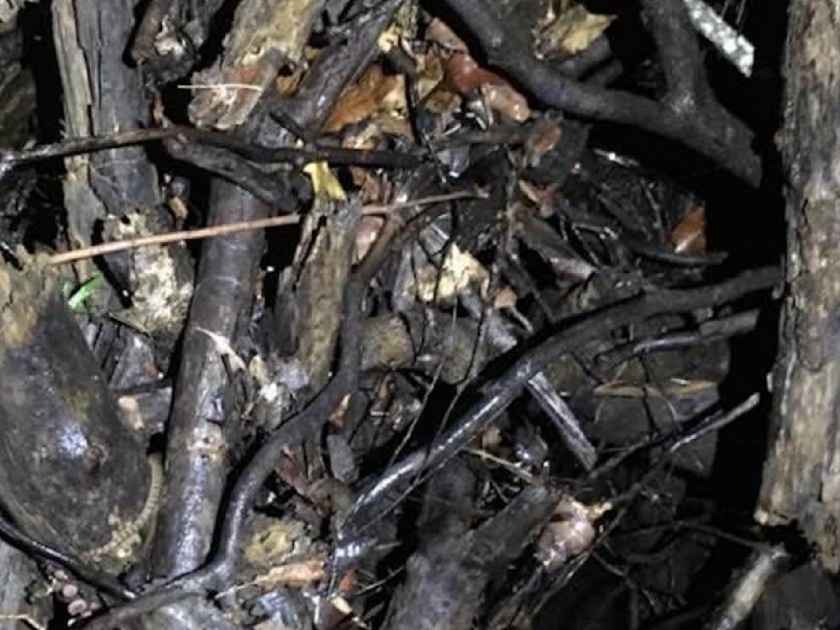 Nobody Can Spot The Venomous Rough-Scaled Snake Hiding Among The Branches In This Photo | 'या' फोटोत लपलेला साप शोधून भलेभले थकले, तुम्हीही करा प्रयत्न; सापडला तर माराल आनंदाने उड्या!