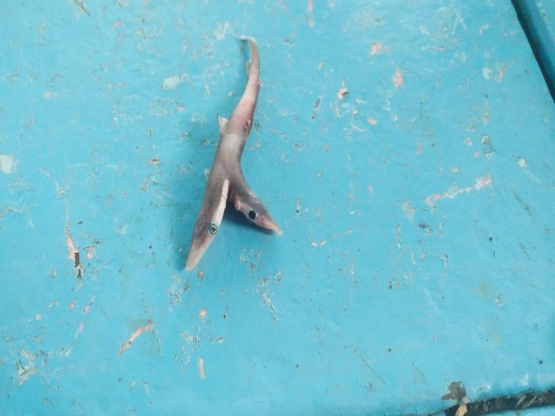A fisherman from Satpati got a two-mouthed shark cub | सातपाटीमधील मच्छिमाराला मासेमारी करताना मिळाले दोन तोंडे असलेलं शार्क माश्याचे पिल्लू