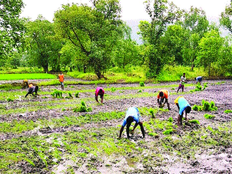 The long rest of the rains increased the anxiety of the farmers; Baliraja in trouble | पावसाच्या दीर्घ विश्रांतीमुळे शेतकऱ्यांची चिंता वाढली; बळीराजा संकटात