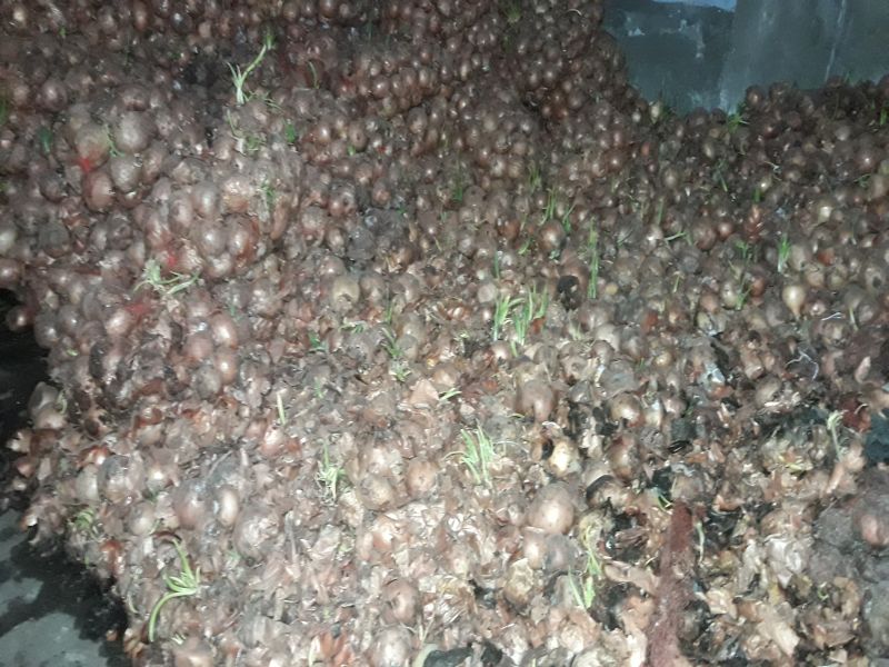 Iran's onion stockpile in the near future; Onion decay leaves local citizens shocked | भिवंडीत इराणच्या कांद्याची साठवणूक; कांदा सडल्याने स्थानिक नागरिक हैराण