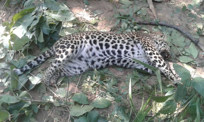 Leopard dead due to battle with Tiger in Pench | पेंचमध्ये वाघाशी लढाईत बिबट्याचा मृत्यू