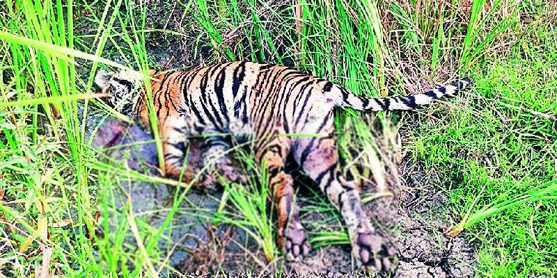 tiger found dead in umred forest; An investigation is underway by the forest department | ‘त्या’ वाघाचा मृत्यू इलेक्ट्रिक शाॅकने? वनविभागाकडून तपास सुरू