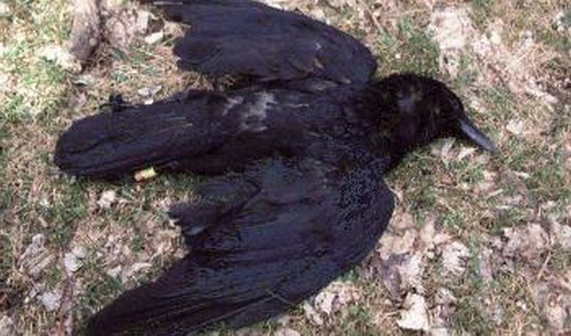 Bird Flu : Dead crows Found at Dahigaon Gawande! | दहीगाव गावंडे येथे मृत कावळे आढळल्याने खळबळ!