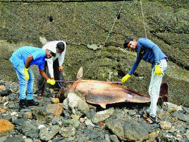 why found death dolphin in  Mumbai's sea coast | ...म्हणून मुंबईच्या समुद्रकिनारी आढळतात मृत डॉल्फिन!