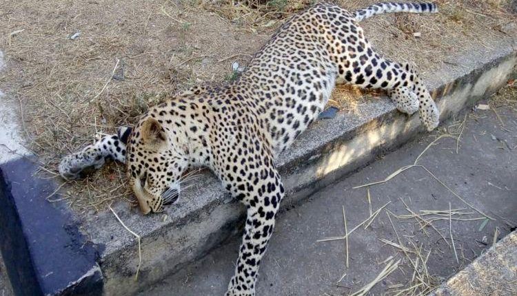 Leopard dies of kidney disease in Nagpur | नागपुरात किडनीच्या आजाराने बिबट्याचा मृत्यू