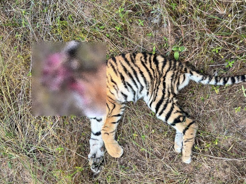 four tiger cubs found dead in Shivani buffer forest area of ​​Tadoba-Andhari Tiger Reserve | ताडोबा अंधारी व्याघ्र प्रकल्पात वाघाच्या चार बछड्यांचा मृत्यू; वनविभागात खळबळ