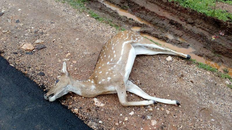The truck crushed four deer, one extreme | ट्रकने चार हरणांना चिरडले,एक अत्यवस्थ