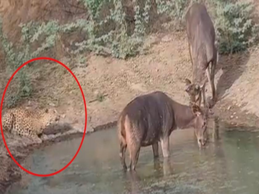 Deer and leopard were seen drinking water in same pond watch video | VIDEO : एकाच तलावात पाणी पिताना दिसले हरिण आणि बिबट्या, बघा पुढे काय झालं...