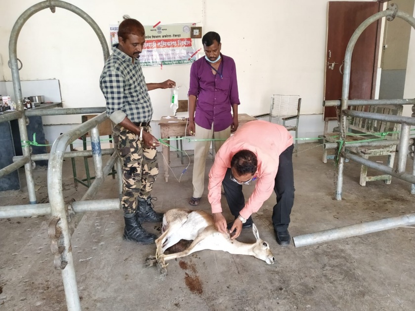 The life of a deer saved doctor at Murtijapur | शिकारीच्या उद्देशाने भाला मारुन जखमी केलेल्या हरणाचे वाचविले प्राण 