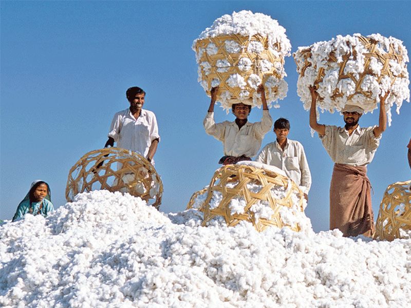 Margin mix in CCI's cotton procurement | ‘सीसीआय’च्या कापूस खरेदीत ‘मार्जीन’चा घोळ