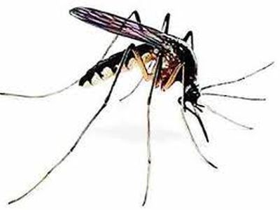 Two young people infected with dengue | भुसावळात दोन तरुणांना डेंग्यूची लागण