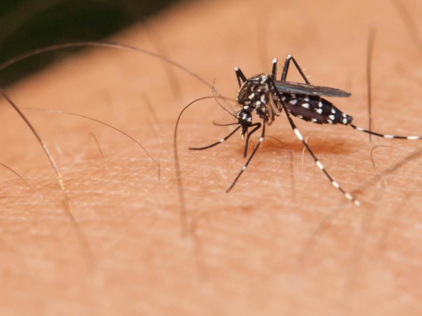 Dengue-like patient found in Sakadi | साकेडी येथे डेंग्यू सदृश्य रुग्ण सापडला