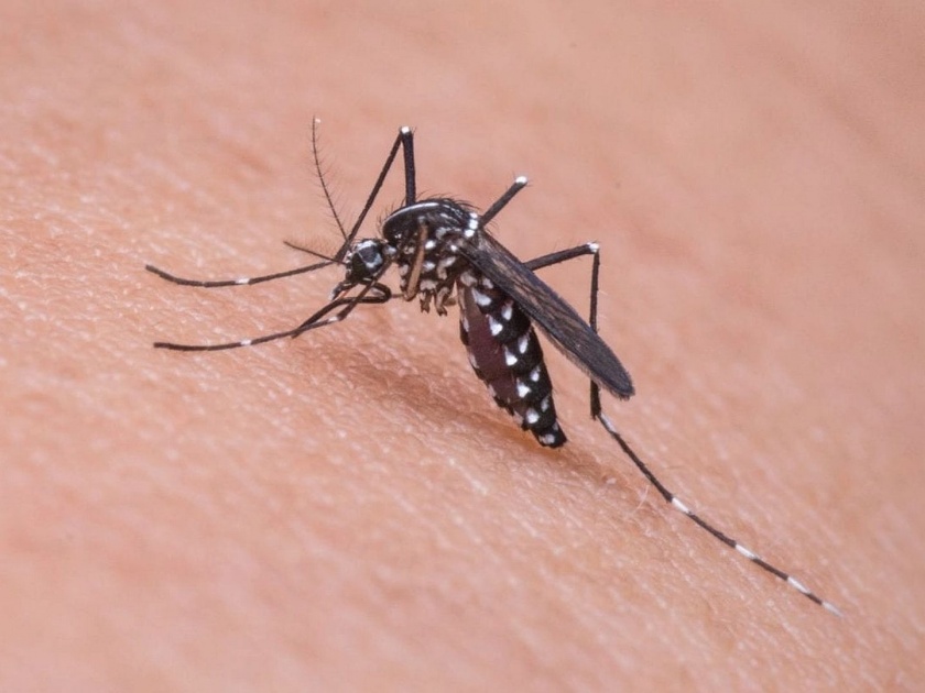 8 patients of dengue and 146 patients of malaria found in 2 weeks | दोन आठवड्यांमध्ये आढळले डेंग्यूचे 8, तर मलेरियाचे 146 रुग्ण