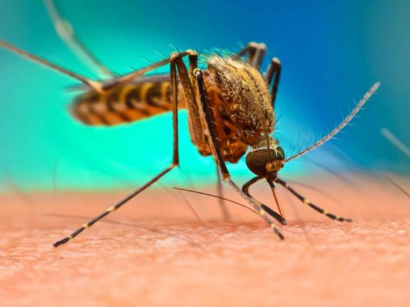 Dengue cases increase in Hadapsar, Mudhwa, Bhavani Peth; 188 suspected patients in 15 days | हडपसर, मुंढवा, भवानी पेठ भागात डेंग्यूचे रूग्ण वाढले; पंधरवड्यात १८८ संशयित रूग्ण