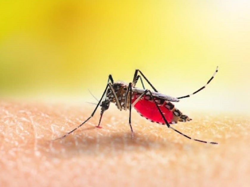 It is not malaria, now dengue is falling 'heavily', the number of patients is increasing even in summer | मलेरिया नव्हे, आता ‘डेंग्यू’च पडतोय ‘भारी’, उन्हाळ्यातही रुग्णांचे वाढते प्रमाण