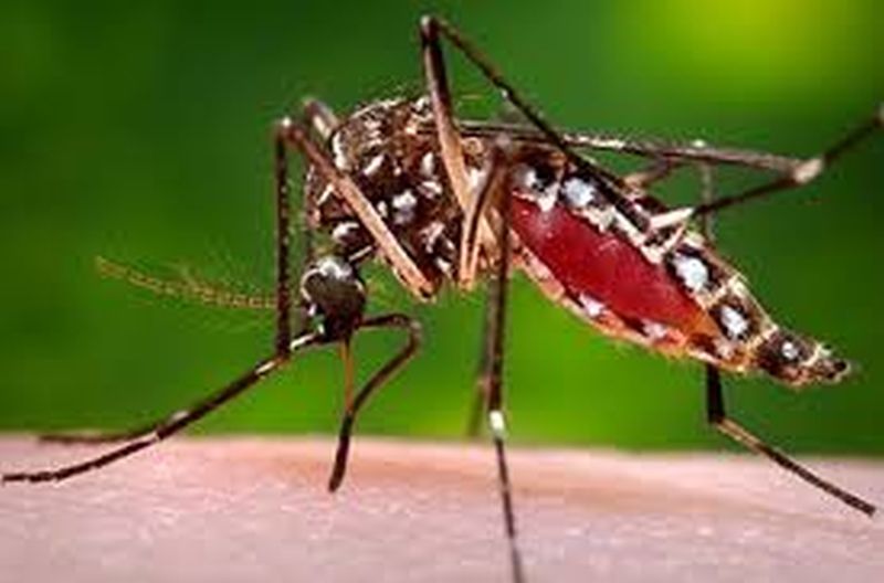 Dengue seven patients in Akola district! | अकोला जिल्ह्यात डेंग्यूचे सात रुग्ण!