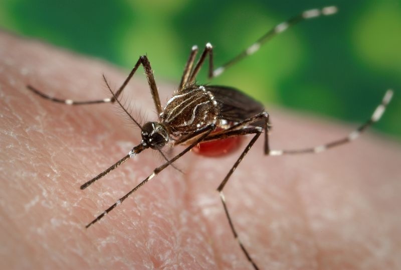Dengue-like outbreak in Akola city; Malaria department inactive | अकोला शहरात डेंग्यूसदृश साथीचा फैलाव; हिवताप विभाग निष्क्रिय