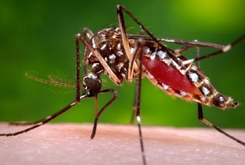Decrease in dengue deaths in the state | राज्यात डेंग्यूमुळे होणाऱ्या मृत्यूंमध्ये घट