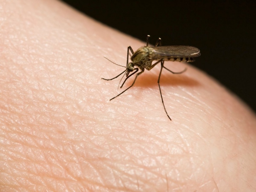 This year, malaria and dengue patients drop | यंदा मलेरिया आणि डेंग्यूच्या रुग्णांत घट