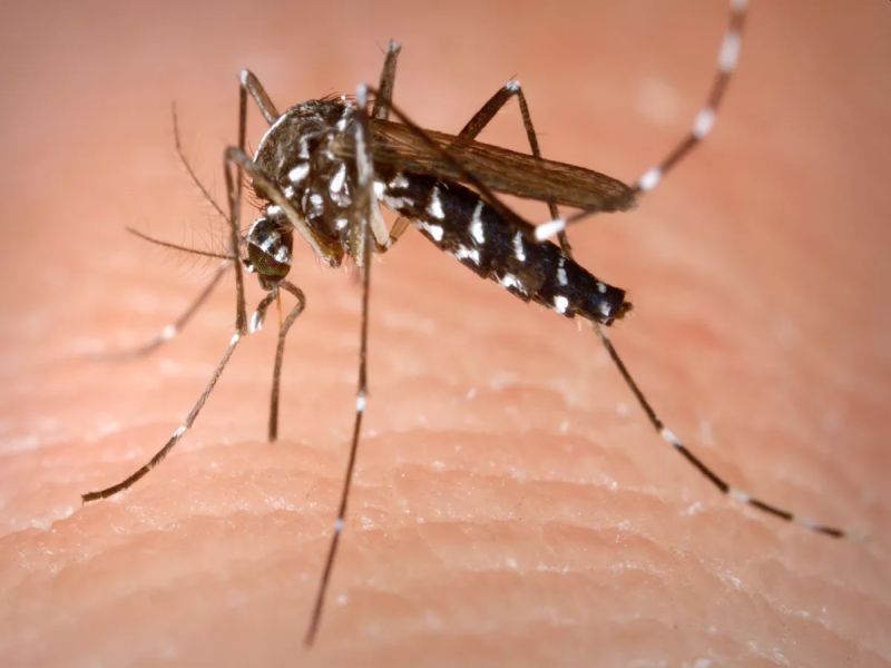 Dengue kills one and Six civilians infected in Shrirampur | श्रीरामपुरात डेंग्यूने एकाचा मृत्यू; सहा नागरिकांना लागण