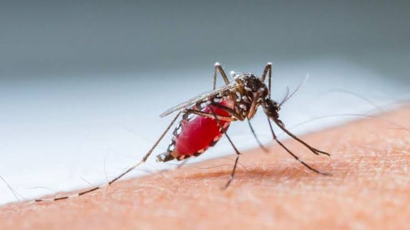 Increased number of patients with dengue | डेंग्यूच्या विळख्यात उपराजधानी,डेंग्यू सदृश्य आजाराचे वाढले रुग्ण