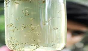 Dengue larvae found in the house of corporators | अधिकारी, नगरसेवकांच्या घरातच आढळल्या डेंग्यूच्या अळ्या!