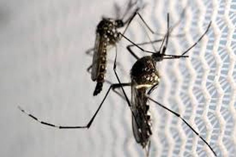 Corona control; now have dengue, malaria fever! | कोरोना नियंत्रणात; अकोलेकरांना आता डेंग्यू, मलेरियाचा ताप!