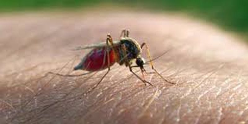 Dengue, malaria, swine flu in Akola | डेंग्यू, हिवतापसदृश तापाने अकोलेकर त्रस्त!