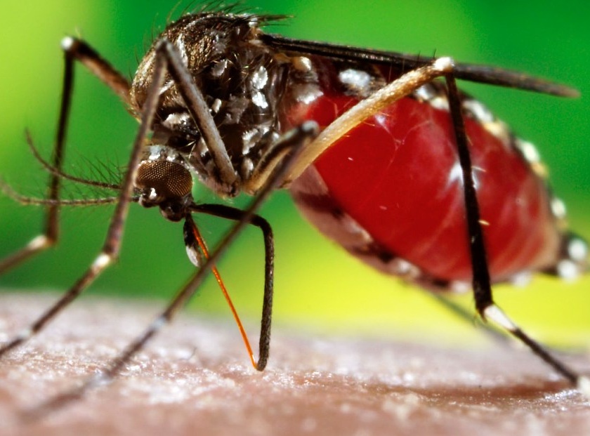 Dengue's death toll increased in Aurangabad city; The death toll rises to Nine, with two more deaths | शहराला डेंग्यूचा 'महाविळखा'; आणखी दोघांच्या मृत्यूने मृतांची संख्या ९ वर
