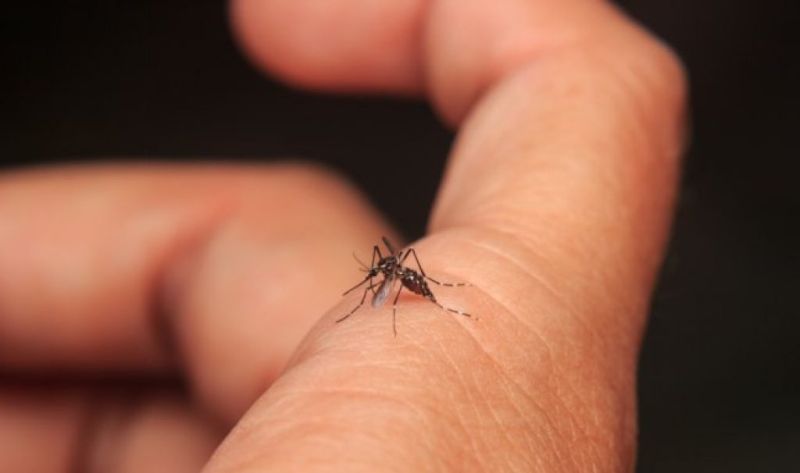 Dangue phobia: In 7316 houses dengue larvae found | नागपुरात पुन्हा डेंग्यूची भीती : ७३१६ घरांमध्ये आढळल्या डेंग्यूच्या अळ्या