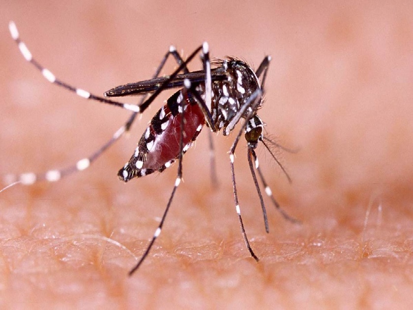 Mumbaikars shocked by malaria and dengue; 'Prevent mosquito breeding grounds' | मलेरिया आणि डेंग्यूने मुंबईकर झाले हैराण; ‘डासांची उत्पत्तीस्थाने निर्माण होणे रोखा’