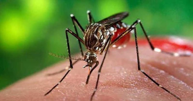 69 patients of dengue found in city | नागपूर शहरात आढळले डेंग्यूचे ६९ रुग्ण